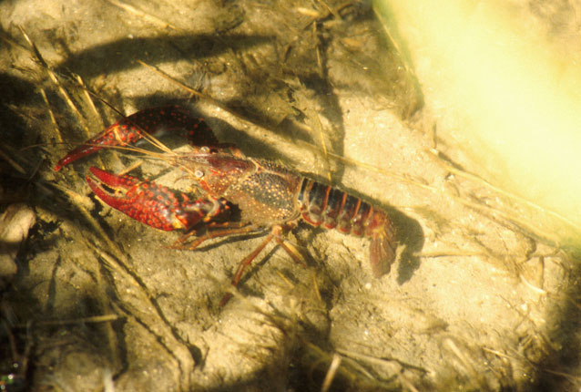 寒潮降溫，小龍蝦如何安全越冬？浮標(biāo)水質(zhì)監(jiān)測(cè)告訴您答案