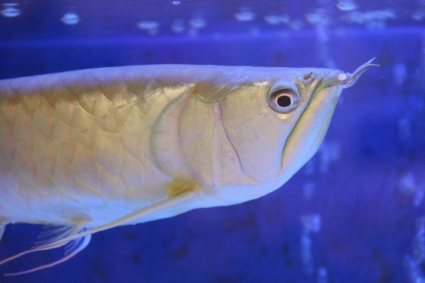 水質(zhì)在線監(jiān)測系統(tǒng)幫助養(yǎng)殖銀龍魚 水質(zhì)在線監(jiān)測系統(tǒng)幫助養(yǎng)殖銀龍魚