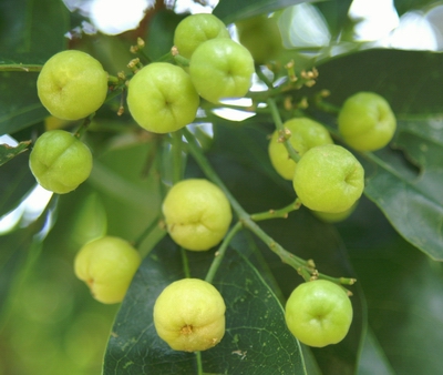 多要素氣象站:油柑種植需要什么樣的氣候條件? 多要素氣象站:油柑種植需要什么樣的氣候條件?
